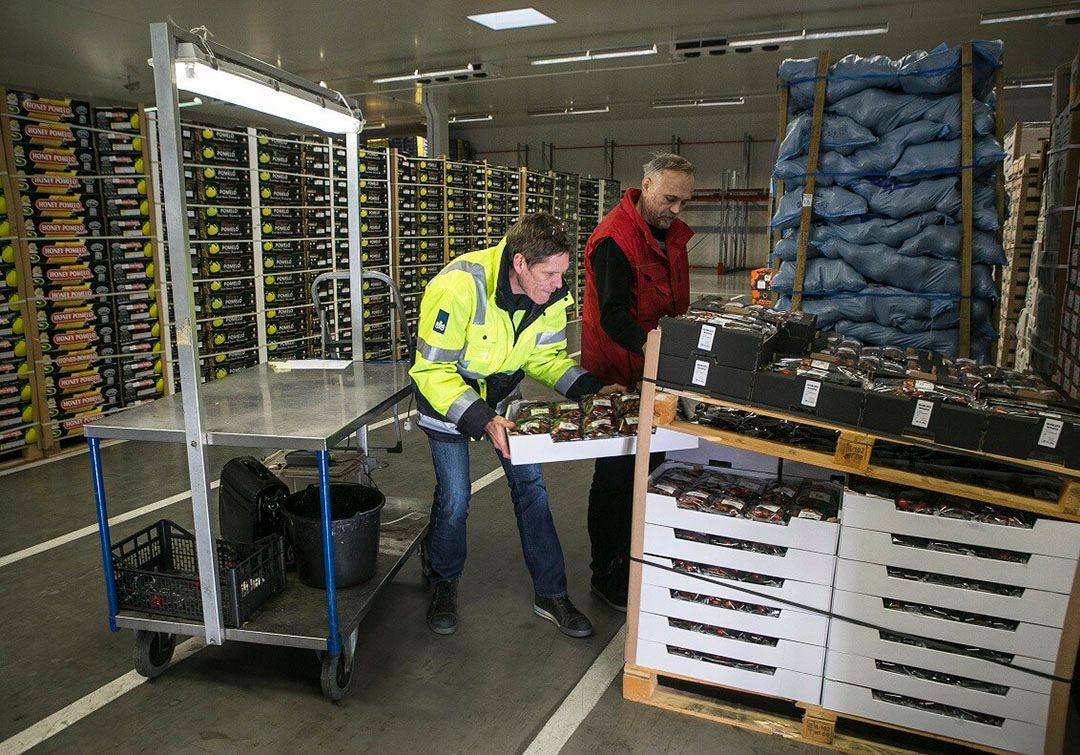 Paprikasnuitkever werd bij inspecties op import elk jaar wel een paar keer aangetroffen In 2020 niet. - Foto:  Ineke Kamp/Roel Dijkstra fotografie