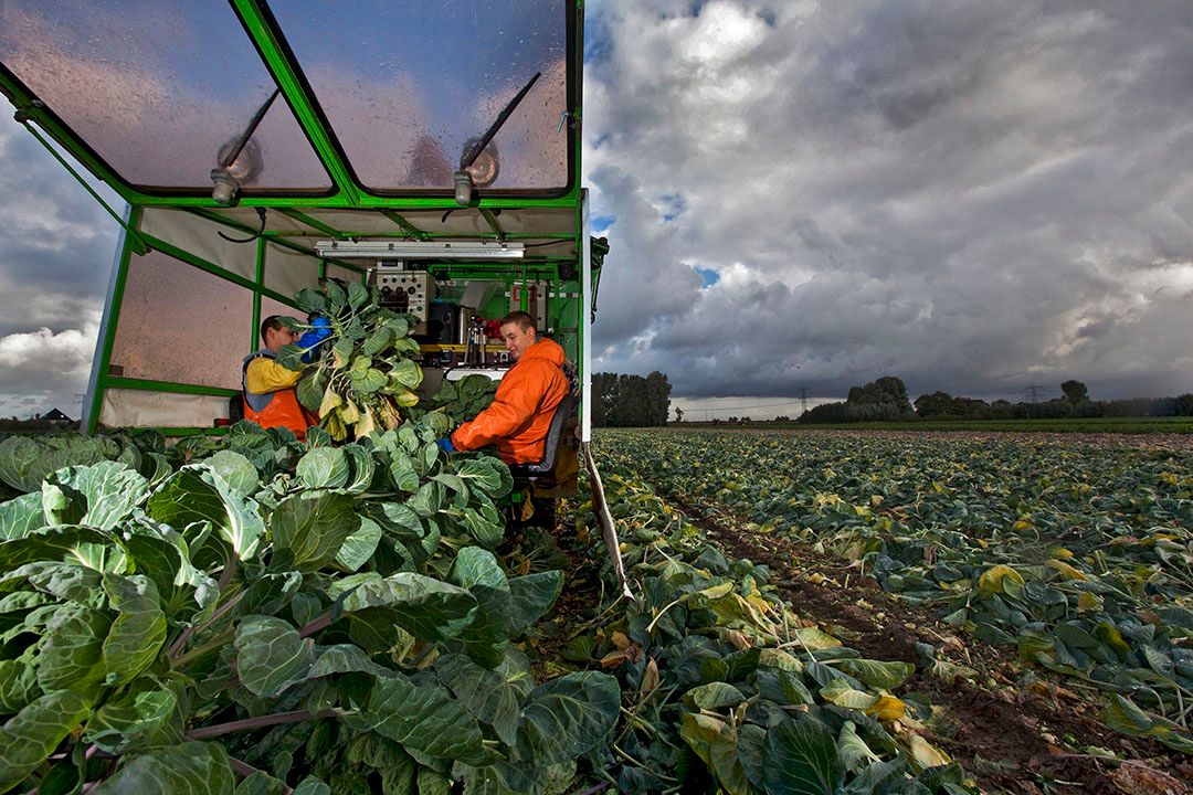 Oogst van spruiten. - Foto: ANP