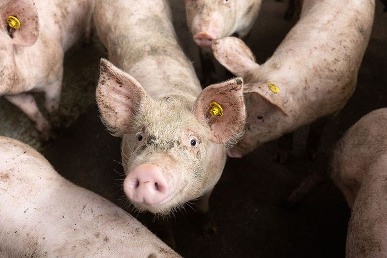 In de beeldvorming worden alle gangbare systemen op een hoop gegooid en conventionele landbouw genoemd. Daarna wordt dit beeld tegenover alternatieve vormen van landbouw gezet, zegt Gremmen. - Foto: Herbert Wiggerman