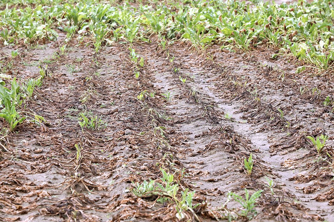 Vergoeding waterschade voor Limburg en deel Brabant