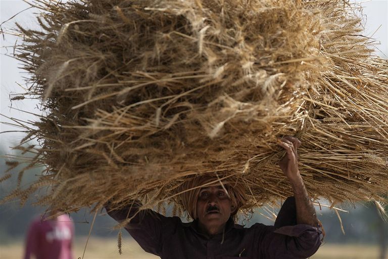 Een graanteler oogst tarwe in Jammu, in april 2022. - Foto: ANP