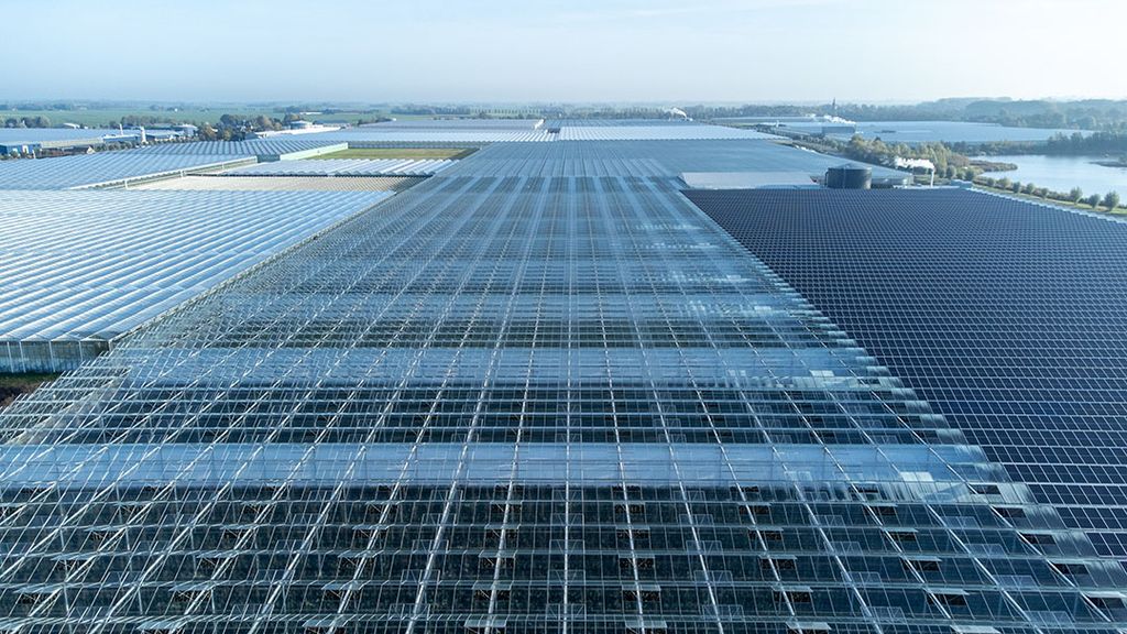 Kassen in Berlikum (Friesland), deels bedekt met zonnepanelen. - Foto: ANP