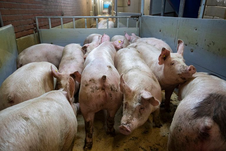 De export van Nederlandse slachtvarkens naar Duitsland ligt grotendeels stil. - Foto: Ronald Hissink