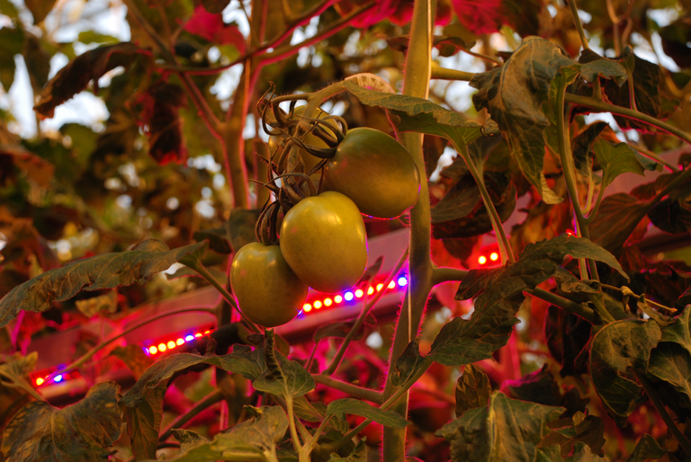 Tomatenprijs komt eindelijk in beweging