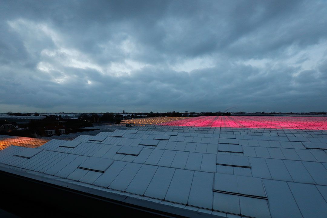 Kassen in Westland kunnen in de toekomst door havenwarmte verwarmd worden. Foto: ANP