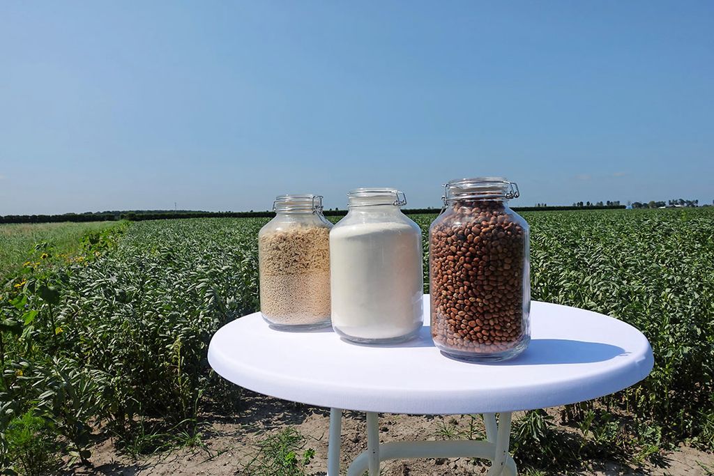 Van rechts naar links: veldbonen, veldbonenmeel en texturaat van veldbonen. Foto: Misset