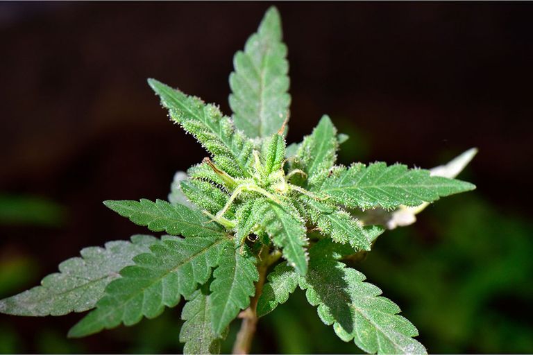 Tussen de tomaten groeide een vreemde plant die verdacht op de Cannabis sativa leek. Foto: Canva
