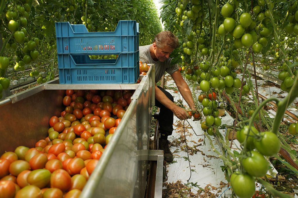Oogst van tomaten. - foto: G&F