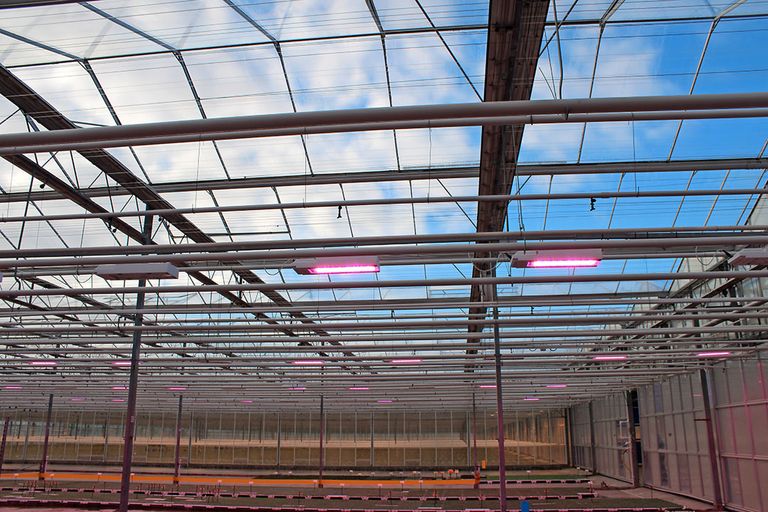 Ledlampen in een Westlandse kas, het toonbeeld van energiebesparing. - Foto: Ton van der Scheer