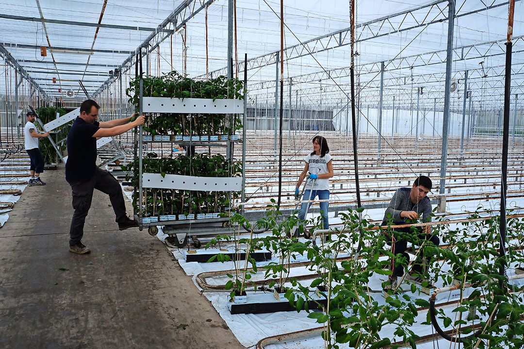 Archiefbeeld van jonge tomatenplanten. - Foto: Gerard Boonekamp.