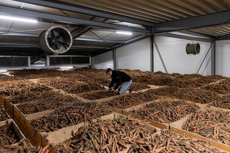 Peen in de koeling. Bewaren is door de hoge energieprijzen flink duurder dit seizoen. - Foto: Ruud Ploeg