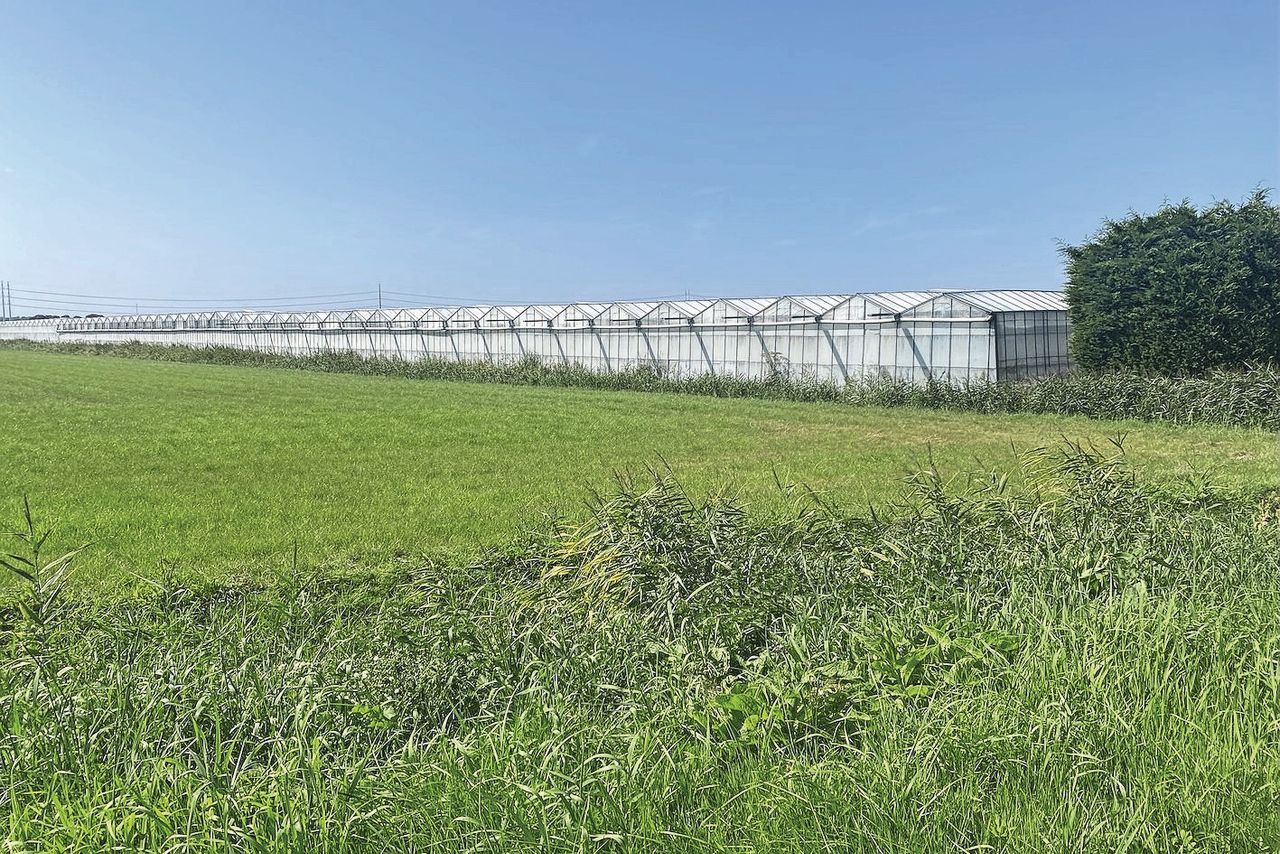 Kassen in De Wilde Veenen, Moerkapelle-Noord. Foto: Arie Frans Middelburg