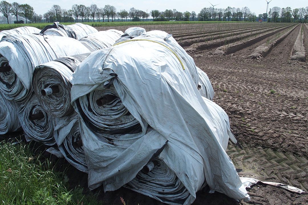 Aspergeperceel; het betreft niet het perceel in dit artikel. - Foto: Stan Verstegen