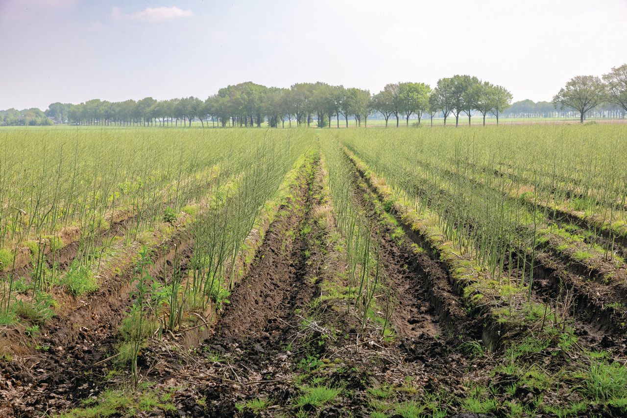 Aspergevelden vallen onder kapitaalintensieve teelt bij droogtemaatregelen. Foto: Peter Roek