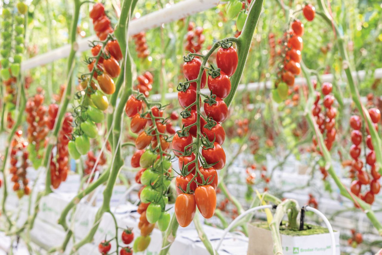 Bayer (De Ruiter) introduceert het nieuwe ToBRFV-resistente ras Beautisher (DRTC8093), dat met partner Red Star wordt uitgerold. Foto: Michel Heerkens Fotografie