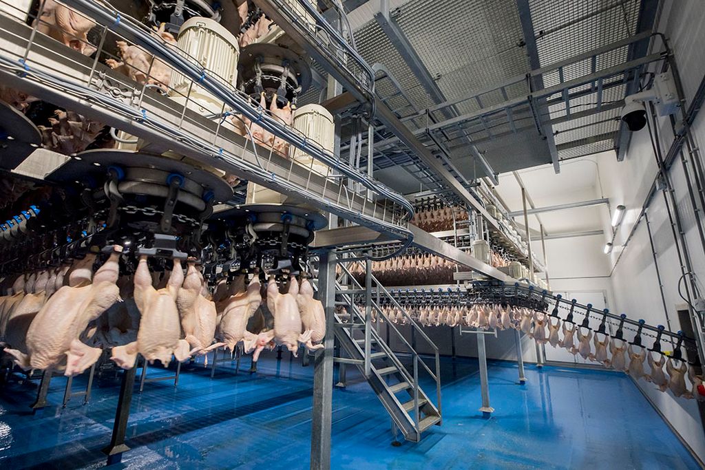 Verwerking van vleeskuikens in een pluimveeslachterij. Er spelen veel fusies en overnames in de wereld van pluimveeslachterijen. - Foto: Koos Groenewold