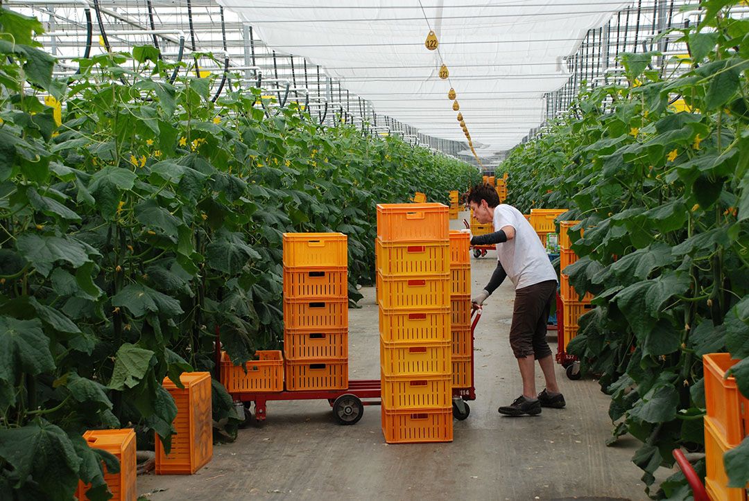 Steun Westland via demping ODE-heffing. In Westland is met name de sierteelt hard getroffen door het wegvallen van markten. Voor groenten en fruit is onzeker of markten open blijven of er juiste krapte zal ontstaan. Foto: Peter Visser.