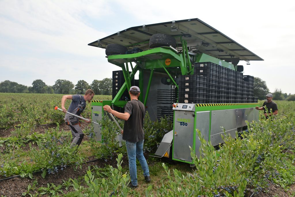 “Met de plukmachine FineField van Nederlands fabricaat pluk je ook gewoon de bessen voor de verse markt.” – Foto: Ank van Lier