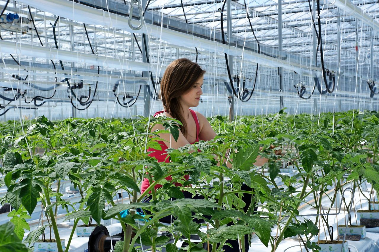 De tomatenkas van Emsflower in Emsbüren, Duitsland. - Foto: Gerard Boonekamp