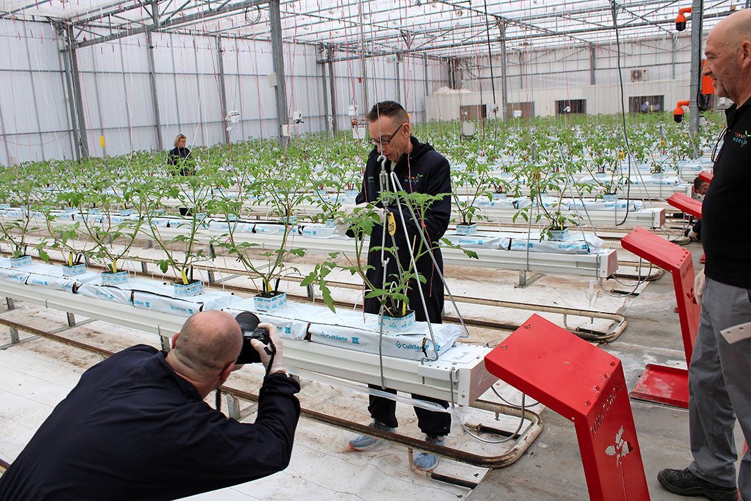 Caberetier Dolf Jansen en op de achtergrond Jitske Kramer zetten onder toeziend oog van teeltman Nico Ammerlaan van Tomatoworld zakjes encarsia uit. - foto: Ton van der Scheer