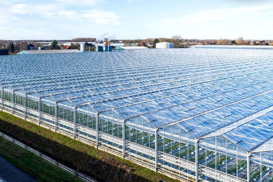 In de kassen van Bryte in 's-Gravenzande groeien voor het eerst komkommers.  Foto: Bryte