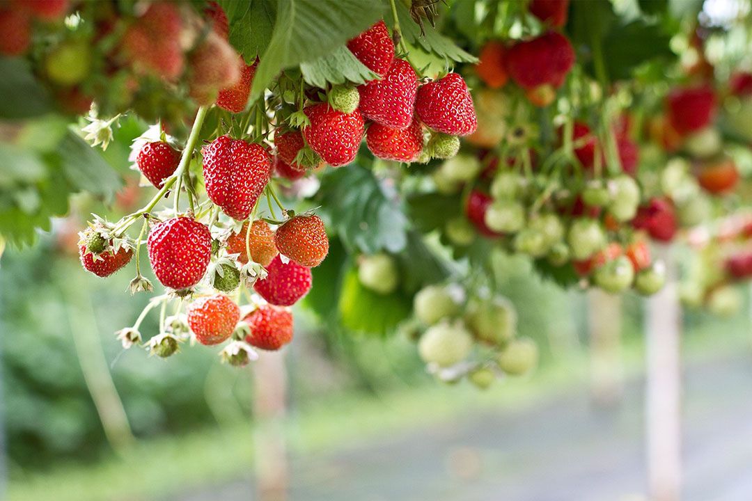 Prijsdruk aardbeien. Foto: Misset