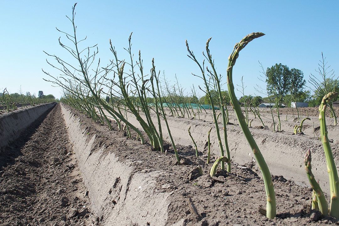 Aspergeteelt. - Foto: Stan Verstegen