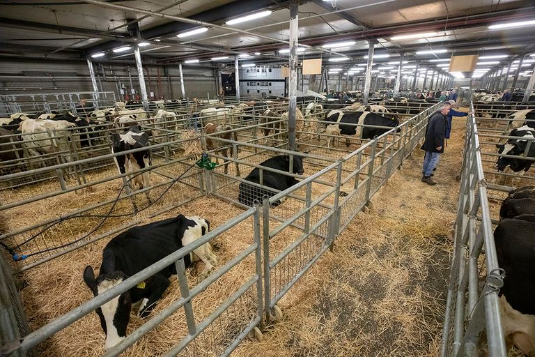 De aanvoer op de veemarkt in Leeuwarden bedroeg 418 dieren, 83 meer dan op de marktdag een week eerder. - Foto: Anne van der Woude