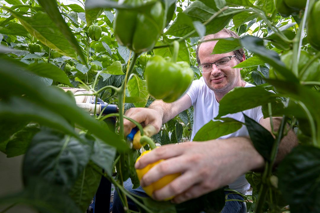 Met het wisselvallige weer wordt het verloop van de zetting grilliger. Foto: Koos Groenewold