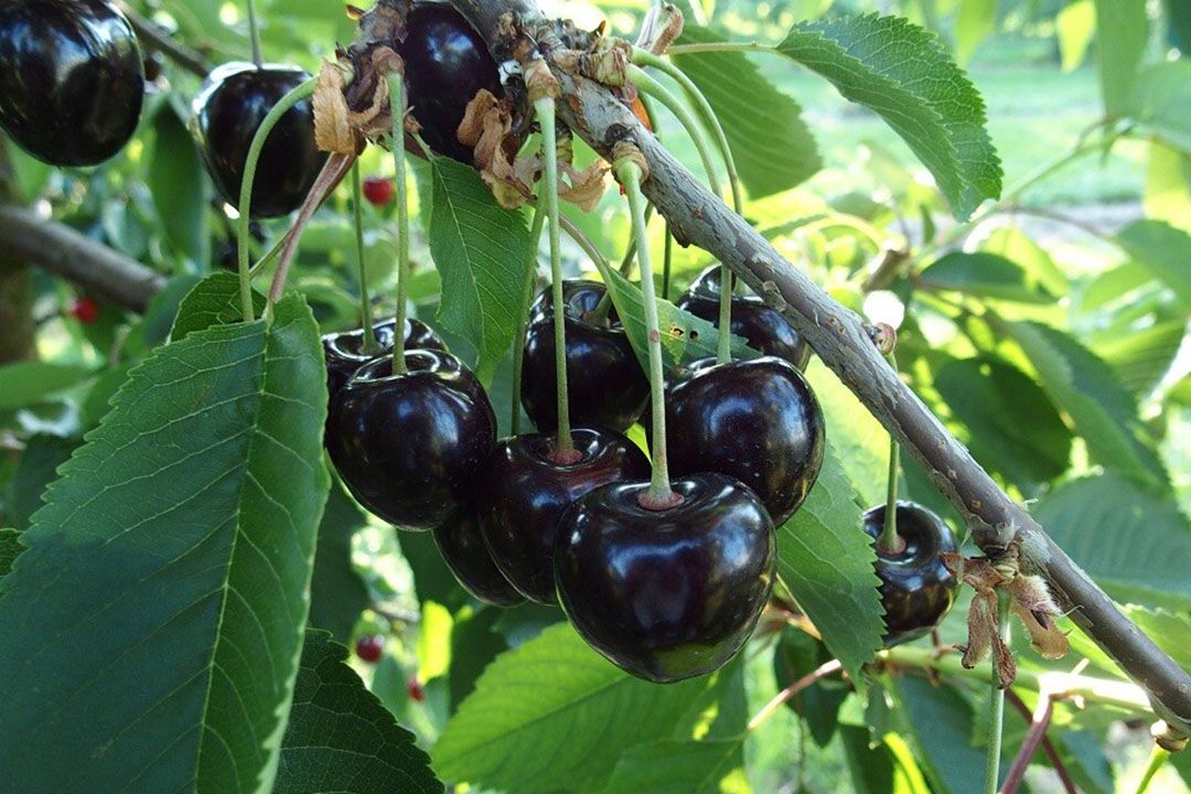 Fruitteelt zag verschuiving in fiscale ondersteuning verduurzaming. Foto: Stan Verstegen.