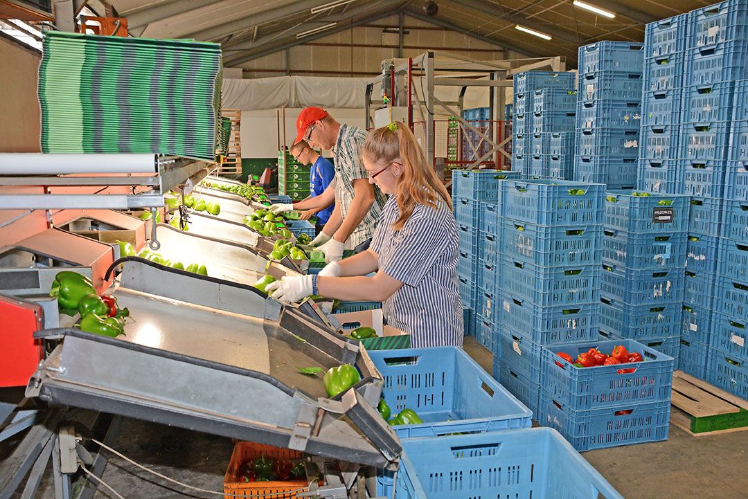 WUR ziet verschuivingen balans voor glasgroentebedrijven. - Foto: Peter Visser.