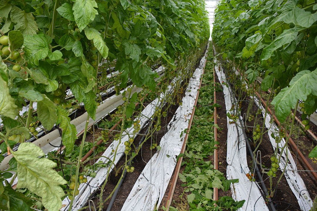 Biologische teelt tomaten. - Foto: Peter Visser