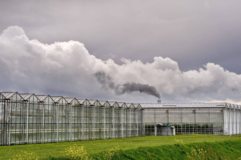 Landbouwminister Adema is tevreden over de werking van het eigen emissierechtensysteem van de glastuinbouw. – Foto: ANP / Hollandse Hoogte / Eugene Winthagen