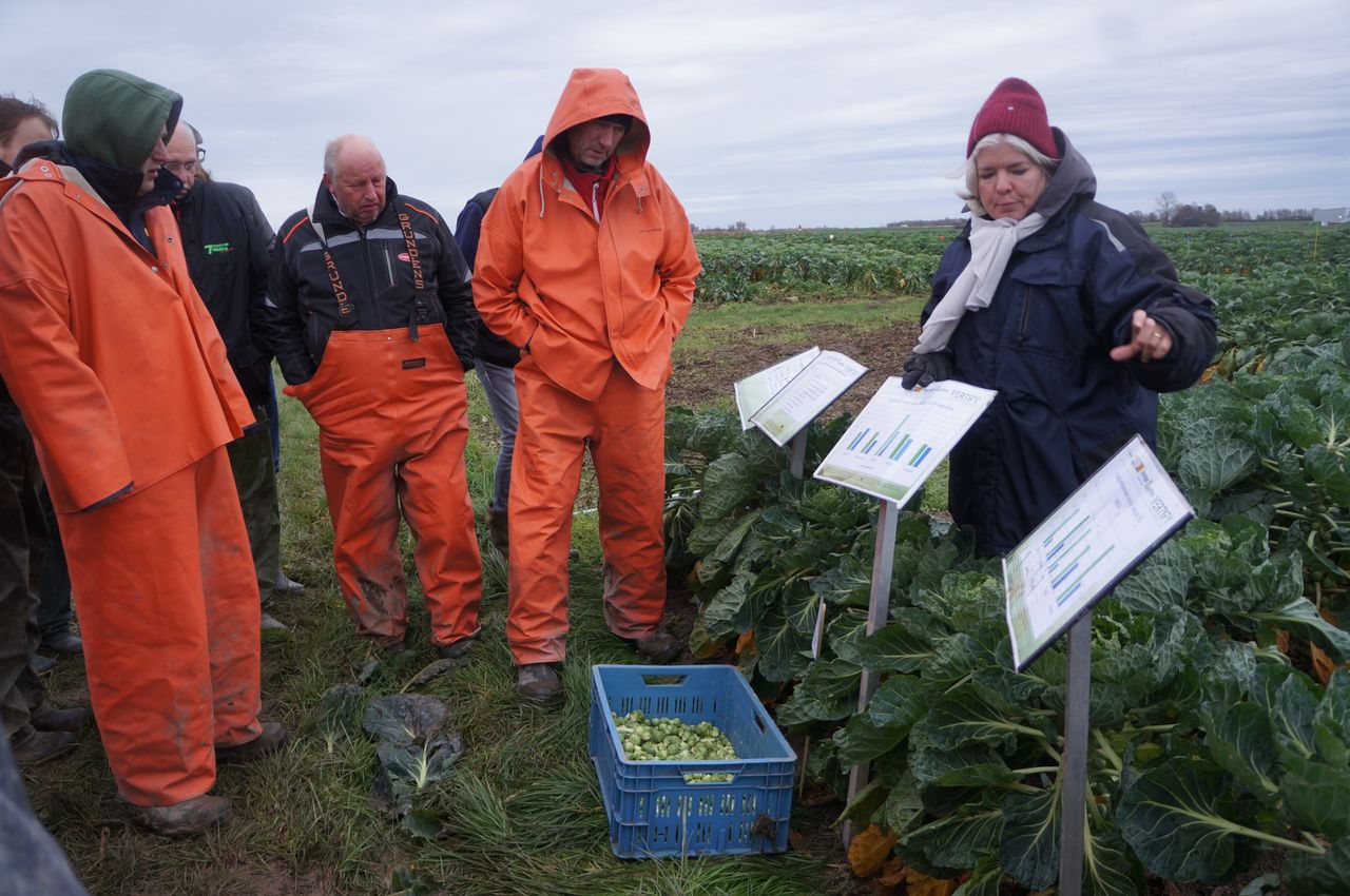 Later uitplanten scheelt in de druk van insecten, maakte Ingrid Commandeur (Vertify) duidelijk. Ze kijkt ook naar effect op de productie. Foto: Joost Stallen