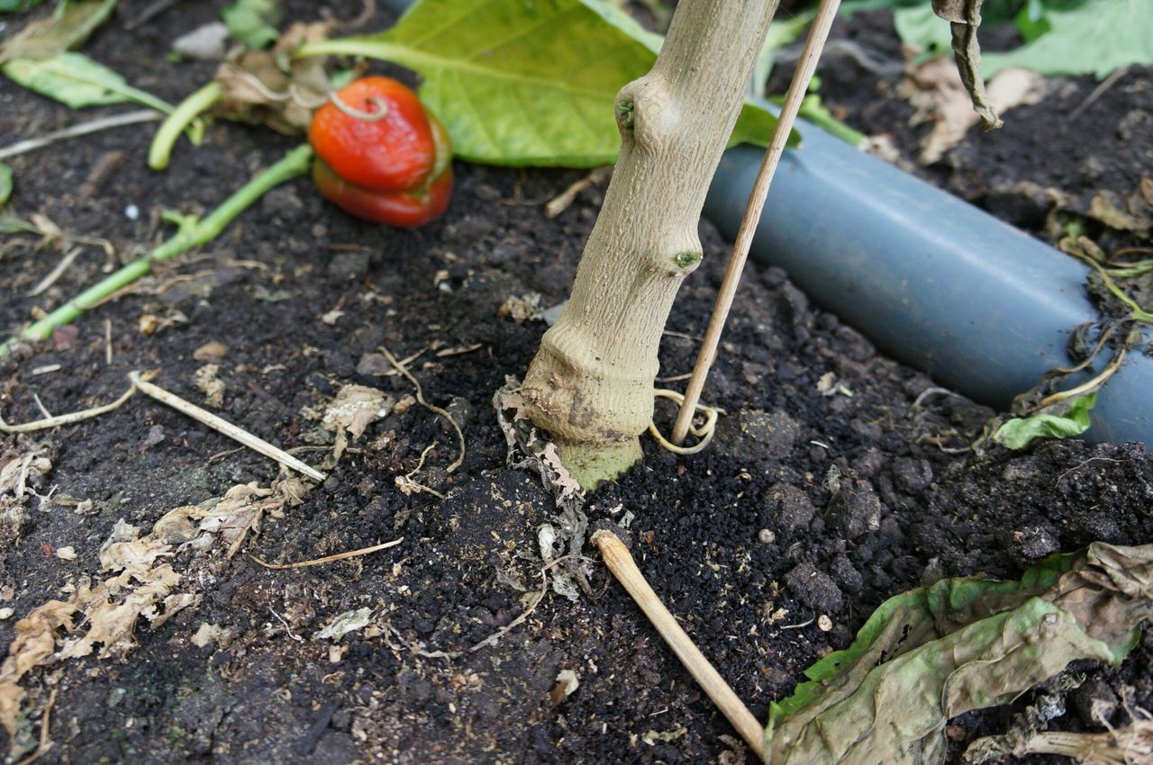 Tomaten telen gaat niet meer vanwege de Tuta