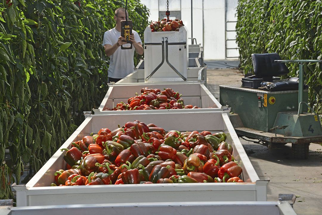 Oogst van paprika. - Foto: Peter Visser