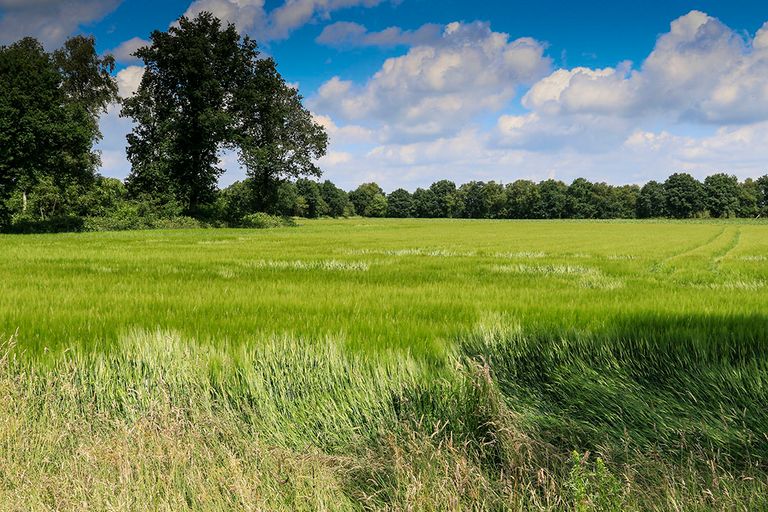 'Heel veel boeren en tuinders hebben hun landbouwgrond   met gebruikmaking van de huidige vrijstelling   al geherwaardeerd in de afgelopen jaren'. Foto: Jan Willem van Vliet