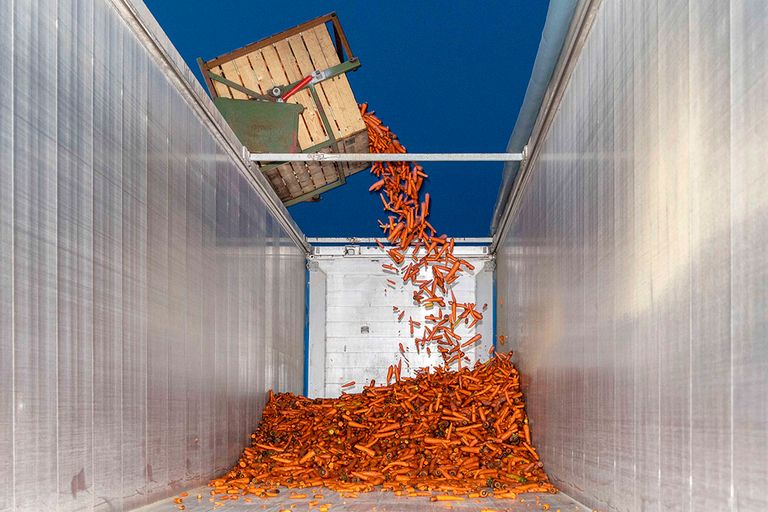 Laden van biologische peen in de vrachtwagen. - Foto: Koos van der Spek