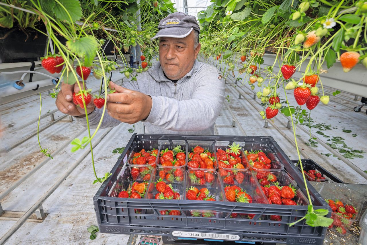 Roemeense aardbeienplukker aan het werk. Bescherming van deze man gaat voor het kabinet nog vóór het in de toekomst beperken van de omvang van de instroom van arbeidsmigranten. Foto: Peter Roek