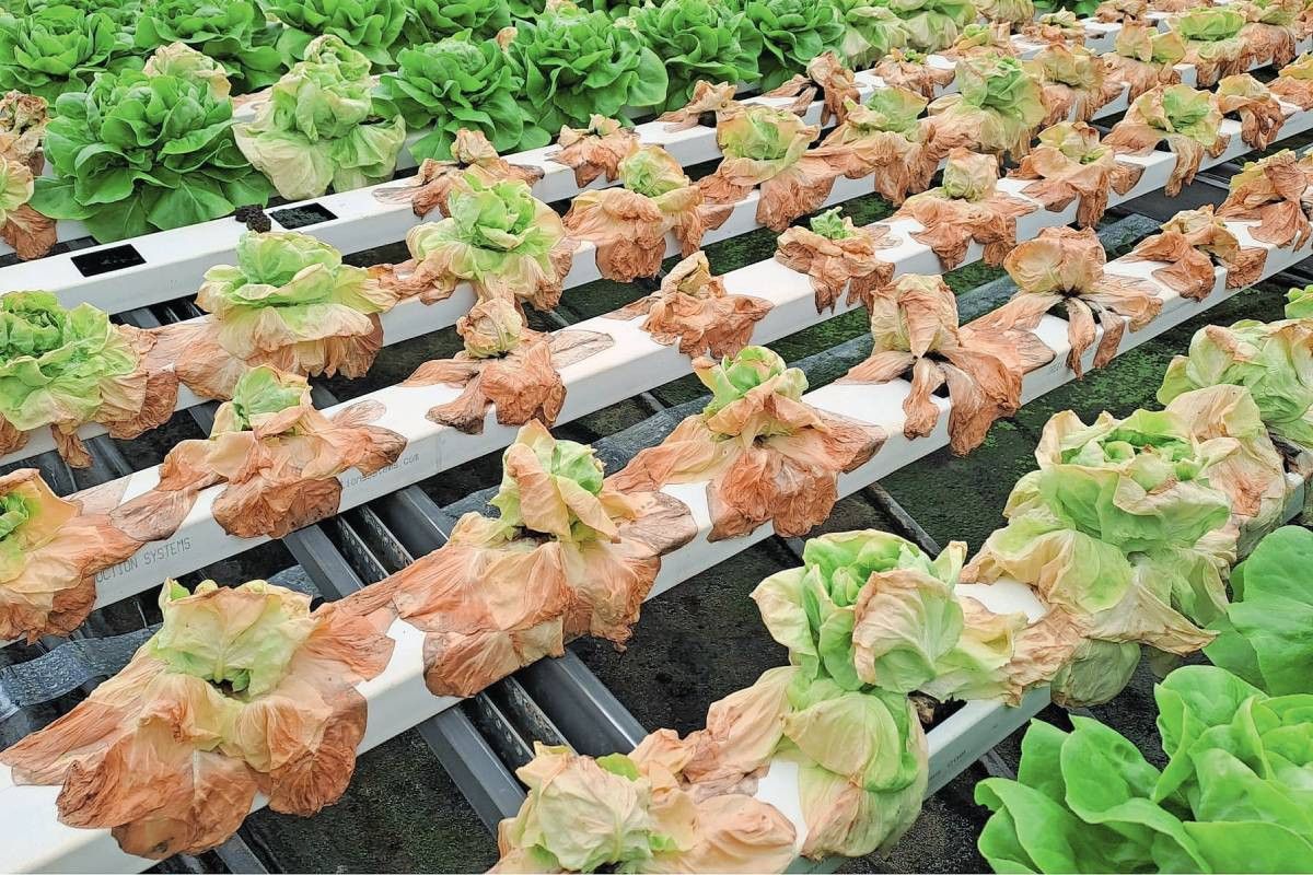 Zeker bij gevoelige rassen kan phytophthora flinke opbrengstderving veroorzaken. Foto: PSKW