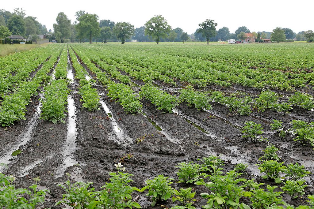 Archiefbeeld waterschade aardappelen. Foto: Jan Willem Schouten