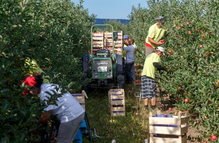 Appeloogst in het Duitse Freinsheim. - Foto: ANP