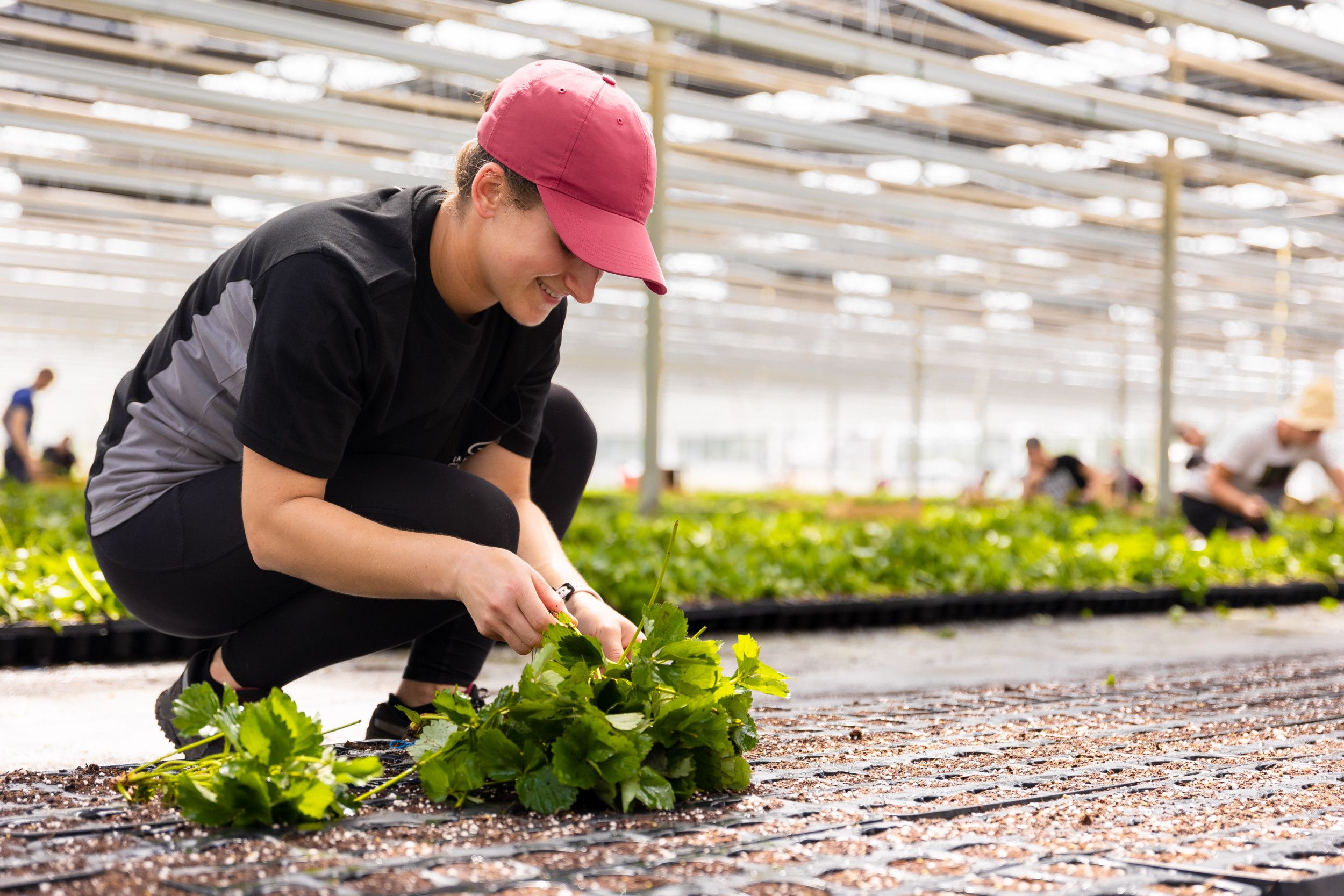 Gemeente Meierijstad telt 55.000 arbeidsplaatsen waarvan er circa 8.000 door arbeidsmigranten worden ingevuld. Foto: Van den Elzen Plants