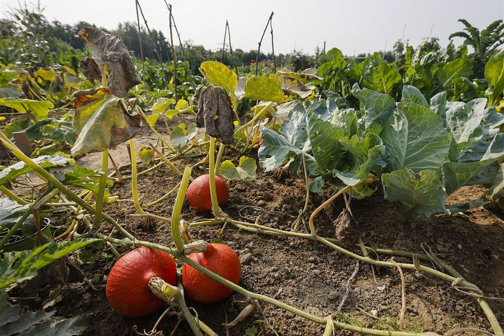 Eten uit moestuinen in de buurt van sommige chemische bedrijven wordt afgeraden. - Foto: ANP