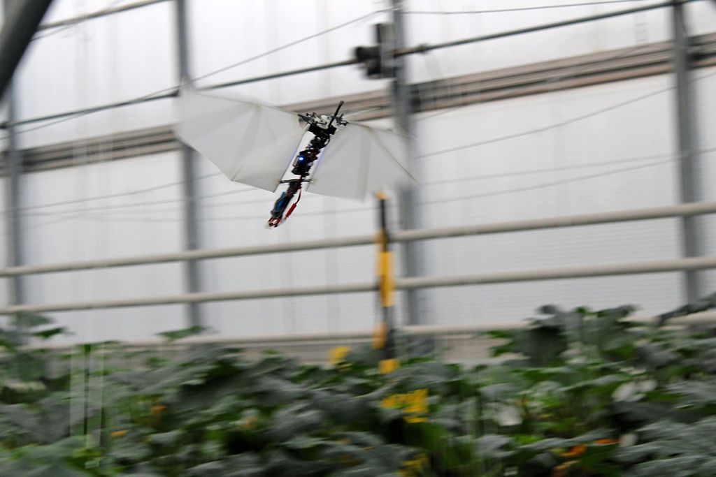 De vogelachtige drone van Flapper Drones in de kas vliegt boven courgettes. - Foto: Ton van der Scheer