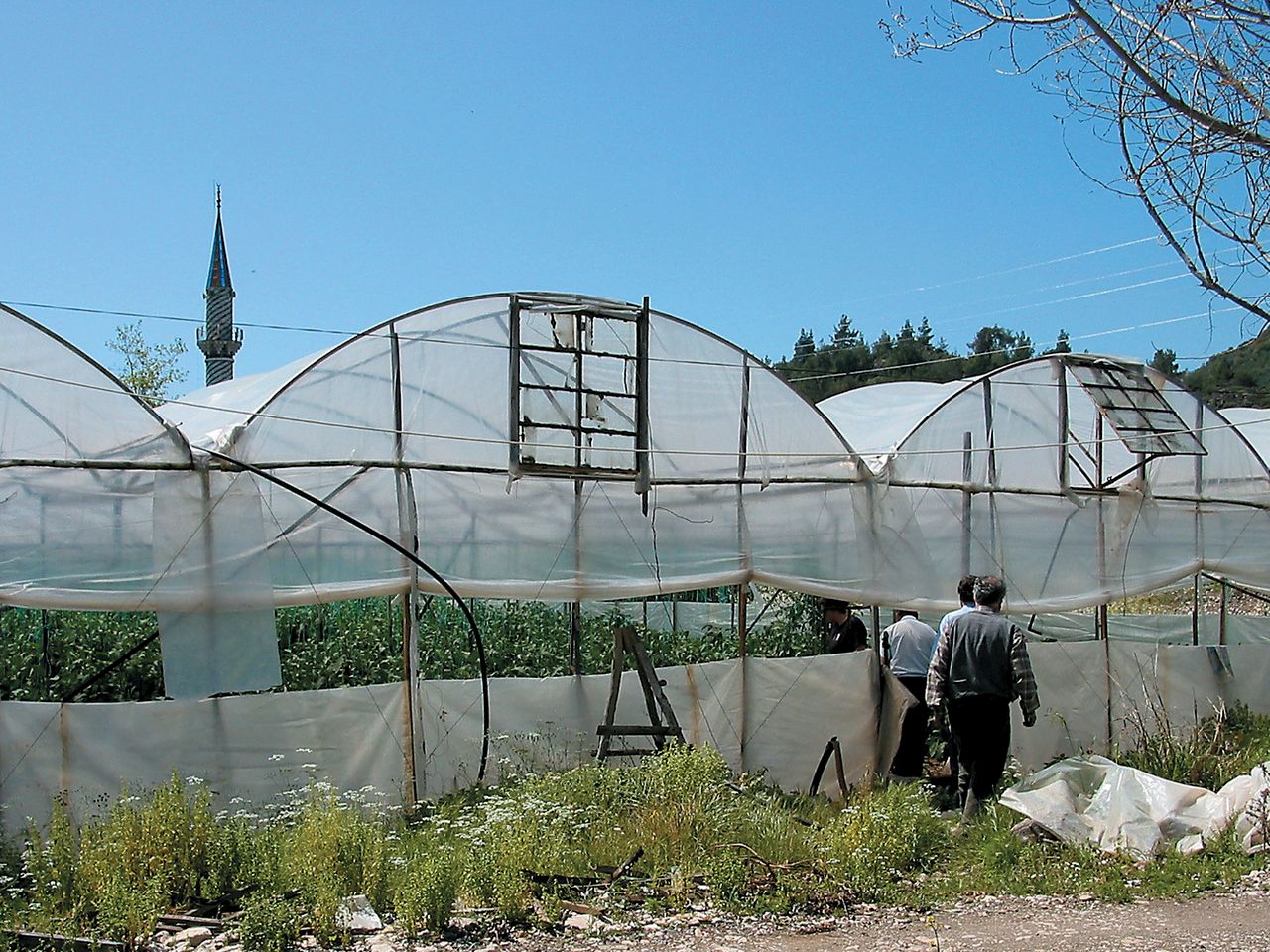 Markt: Steeds meer aubergines uit Turkije