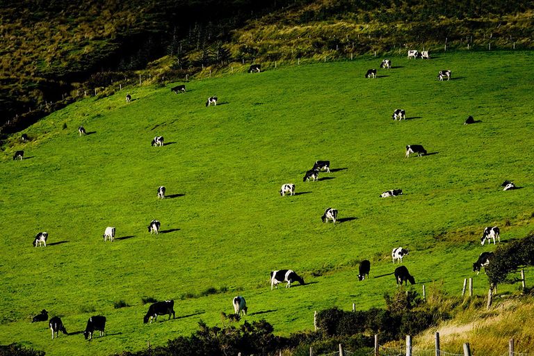 Melkproductie Ierland valt lager uit. Foto: Canva / AIMSTOCK