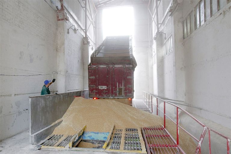Geoogste tarwe wordt gelost in een graanschuur ten noorden van Kiev. Rusland en Oekraïne verzorgen 29% van alle tarwe-exporten in de wereld. - Foto: ANP