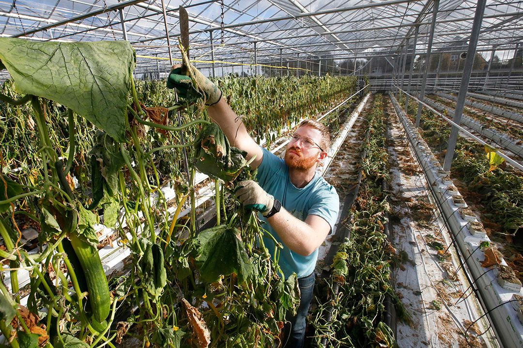 Teeltwisseling in een komkommerkas. Langer leeg liggen deed in sommige teelten de prijzen stijgen. - Foto: Vidiphoto