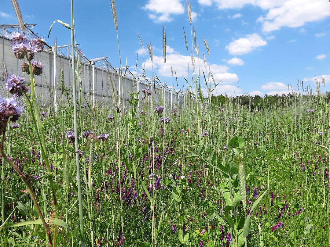 Een van de drie glastuinders met natuurbeheer. - Foto: Ton van der Scheer